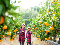 kamatafarm001